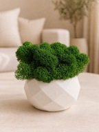 Mini dekoracja mech chrobotek doniczka upominek prezent