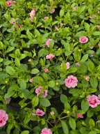 Million Bells Double Pink