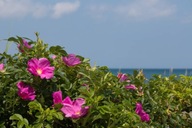 Róża Rosa Rugosa pomarszczona sadzonka w pojemniku 20 cm na dżemy i nalewki