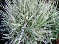 Kłosówka Miękka P9