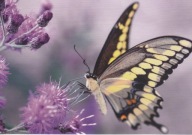 MOTYL - PAŹ KRÓLOWEJ - PAPILIO MACHAON