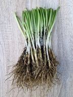 CZOSNEK NIEDŹWIEDZI DORODNE SADZONKI CEBULKI 110 sztuk