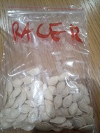 DYNIA, PESTKI, NASIONA