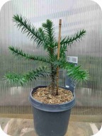 Araukaria chilijska tzw. Małpie Drzewo, 30-35 cm