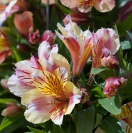 Alstromeria Alstroemeria aurosa SARA