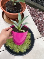 Agawa Amerykańska Piękna Ozdobna Egzotyczna Roślina Sadzonka Łatwa Uprawa