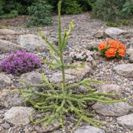 LEGENDARNA, WĘŻOWA FORMA Świerk serbski 'Medůsa' Picea omorika