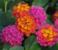 Lantana Calippo Tutti Frutti PACHNĄCA CYTRYNKĄ