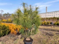 sosna himalajska 108cm