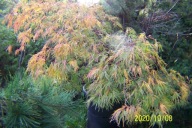 Klon dissectum 18 letni japoński zielono pomarańczowo-czerwony inny