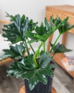 Philodendron Filodendron 'Little Hope' SADZONKA 65 cm