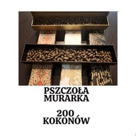 Pszczoła murarka 200 kokonów oczyszczonych