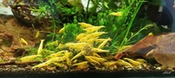 Krewetki Neocaridina Yellow Neon stripe 1 szt. od fibell