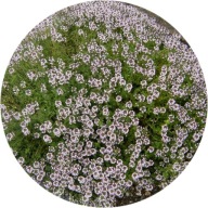 Tymianek właściwy, karłowy Compactus