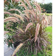 Trawa Pennisetum RUBRUM ROZPLENICA