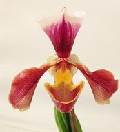 storczyk paphiopedilum sabotek 2