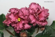 Fiołek afrykański# AV-Dinozavr # sadzonka