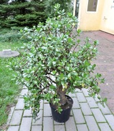 Drzewko szczęścia GRUBOSZ Crassula ovata - SUNSET -