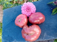 Pomidor Tim’s Black Ruffles czekoladowy akordeon nasiona kolekcjonerskie