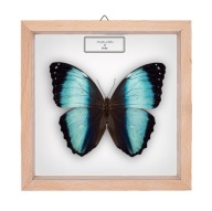 Motyl w gablotce Morpho achilles