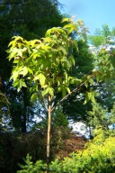 Klon palmowy Beni Maiko szczepiony kulisty na pniu japoński pienny inny