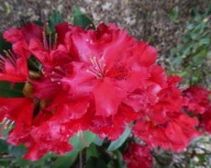 RODODENDRON ''KLUIS SENSATION'' mocno czerwony różanecznik