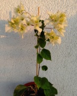 BUGENWILLA, BOUGAINWILLEA SADZONKA BIAŁA pełna ze zdjęcia