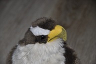 pluszak maskotka piękny Orzeł bielik 24 cm od Semo