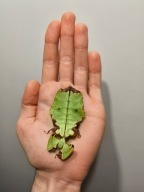 Pulchriphyllium giganteum Liściec olbrzymi