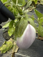 Bakłażan Bibo biała skórka nasiona kolekcjonerskie