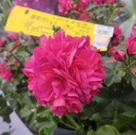 Pelargonia PEŁNA ZWISAJĄCA peltatum Royal Hot Pink