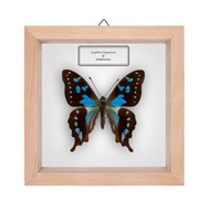 Motyl w gablotce Graphium batjanensis