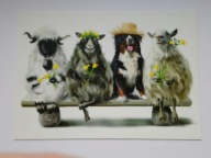 Humor - pasterz i jego trzy owce - Pies i owce - pocztówka