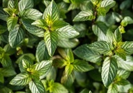 Miętowa maść migrena ból głowy grypa zatkany nos