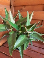 Żyworódka zdrowa lecznicza duża Dwuletnia ładna zdrowa