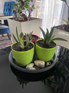 Agawa Amerykańska Piękna Ozdobna Egzotyczna Roślina Zestaw Łatwa Uprawa