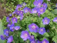 Bodziszek Himalajski Sadzonka P9