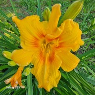 Liliowiec żółty z oczkiem wielopędowy niski.