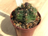 Kaktus , Gymnocalycium erolesii