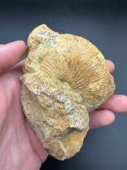 Amonity duże i małe