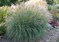 Miskant chiński Graciella /Miscanthus sinensis Graciella sadzonka 1,5l