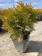 Thuja-tuja Mirjam - ładna - NISKA żółta KULKA