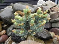 WYSREBRZONA CZARCIA MIOTŁA Świerk kłujący, srebrny 'Platte Missy' P pungens