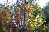 Aronia pienna pendula duży okaz szczepiona jadalna drzewo inny