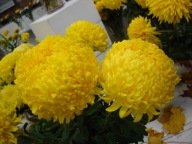 CHRYZANTEMA ZIMUJĄCA KŁĄCZOWA ###### ANGEL ŻÓŁTY #####