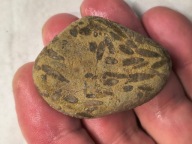 Skamieniałe koralowce algi glony