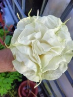 Brugmansia datura,SB Yannick