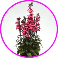 Lobelia wieloletnia różowa 1,5L