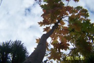 Dąb czerwony 14 letni kolumnowy szczepiony inny