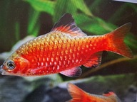 Brzanka różową ( pethia conchonius)